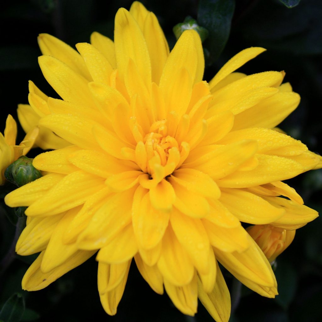 20873A Chrysanthemum Yellow A TA
