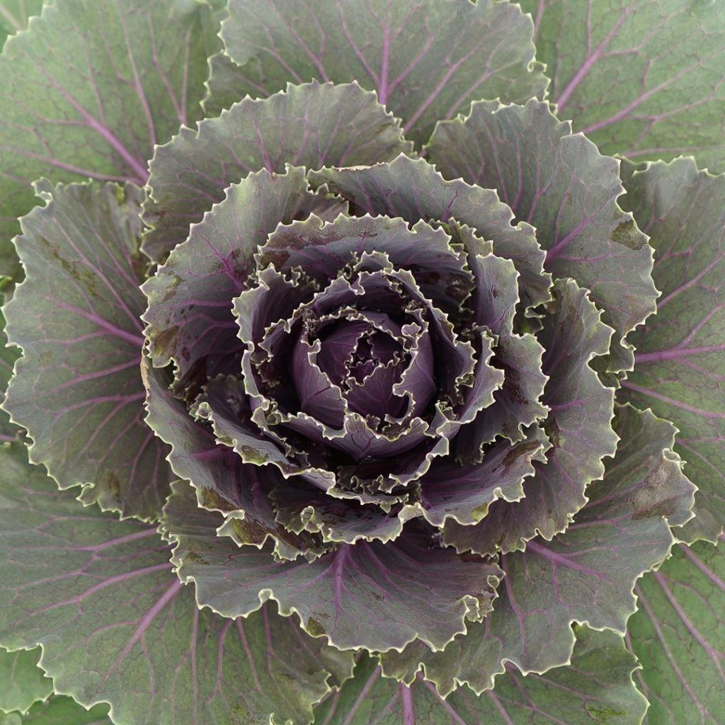 23136A Cabbage Red