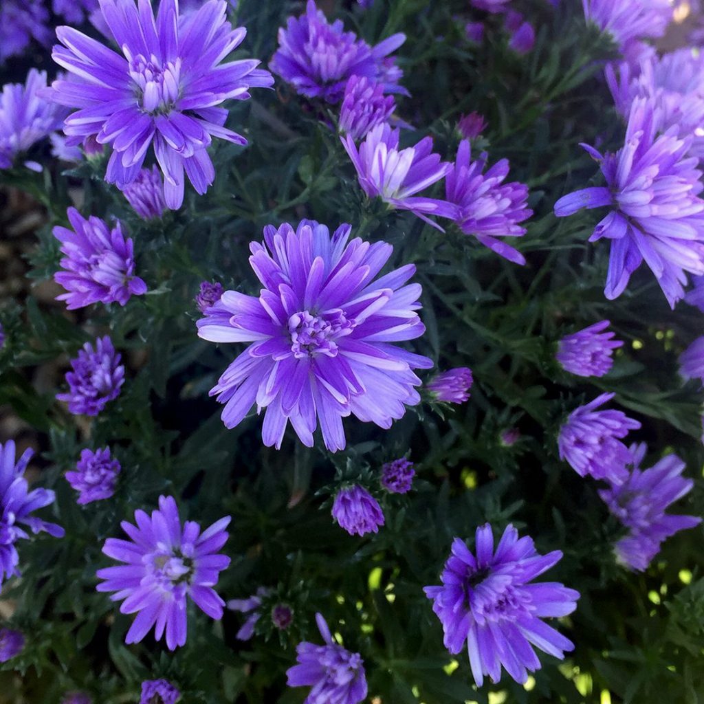 23216A Aster Double Blue Fall