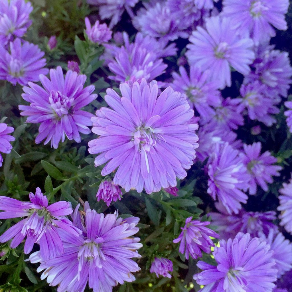 23218A Aster Double Purple Fall