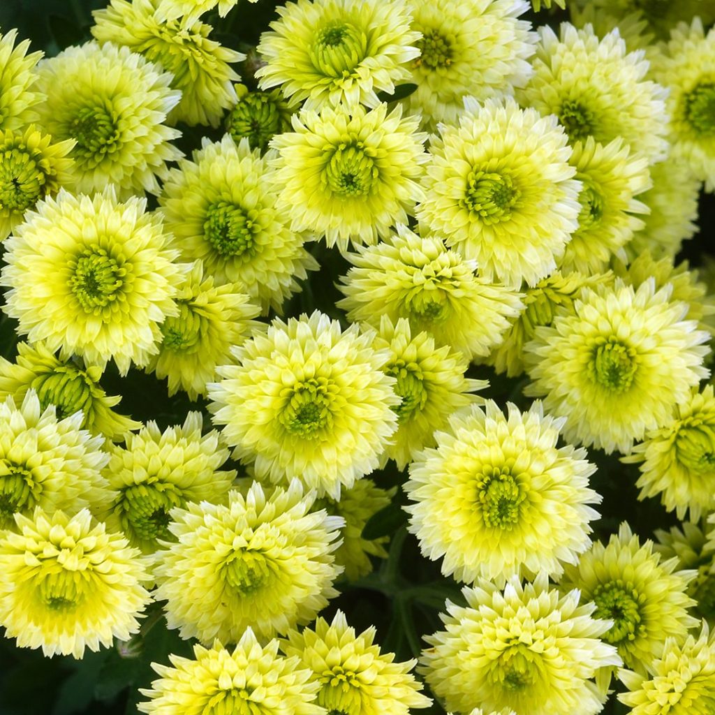 23717A Chrysanthemum Key Lime