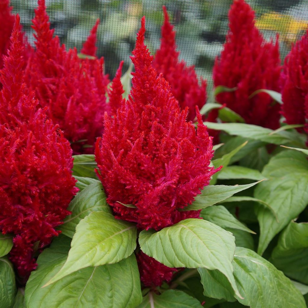 23757A Celosia Fresh Look Red