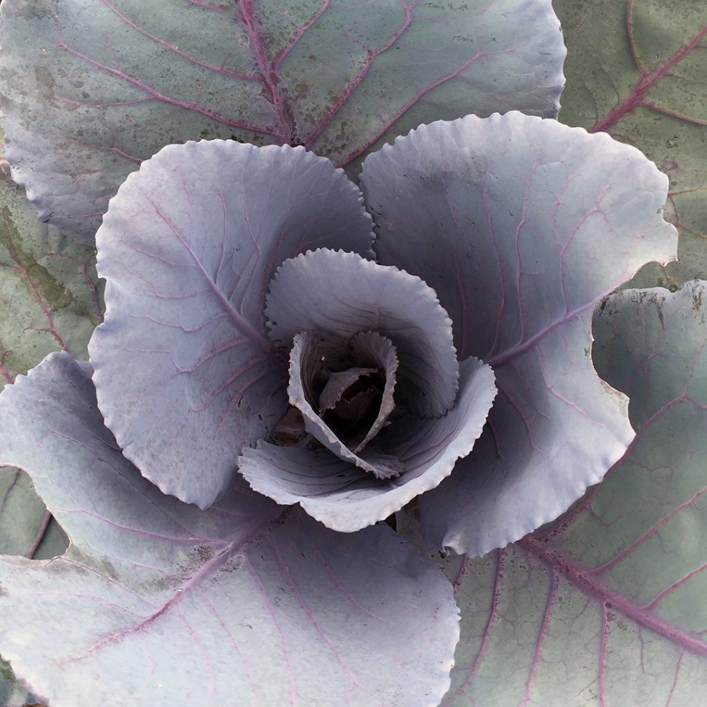 23760A Cabbage Ruby Perfection