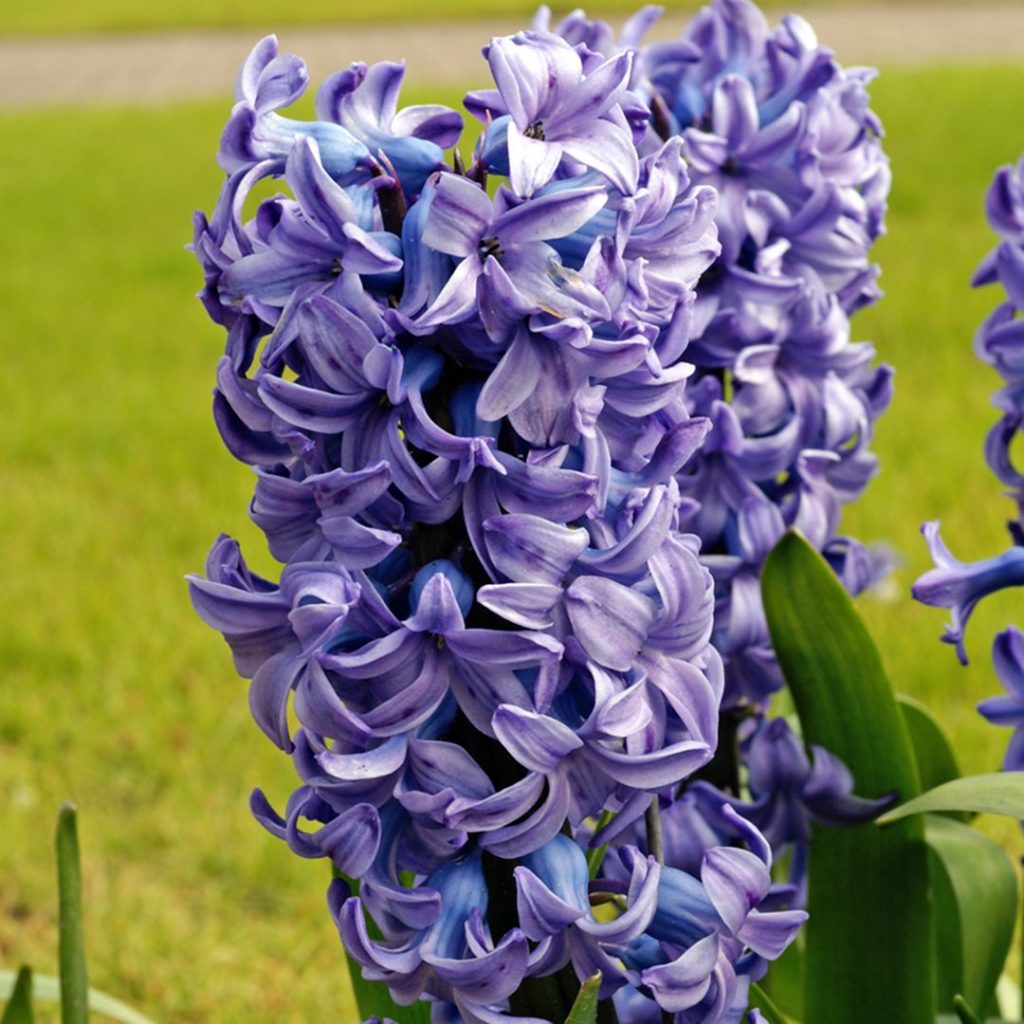 21059A Hyacinth Blue A