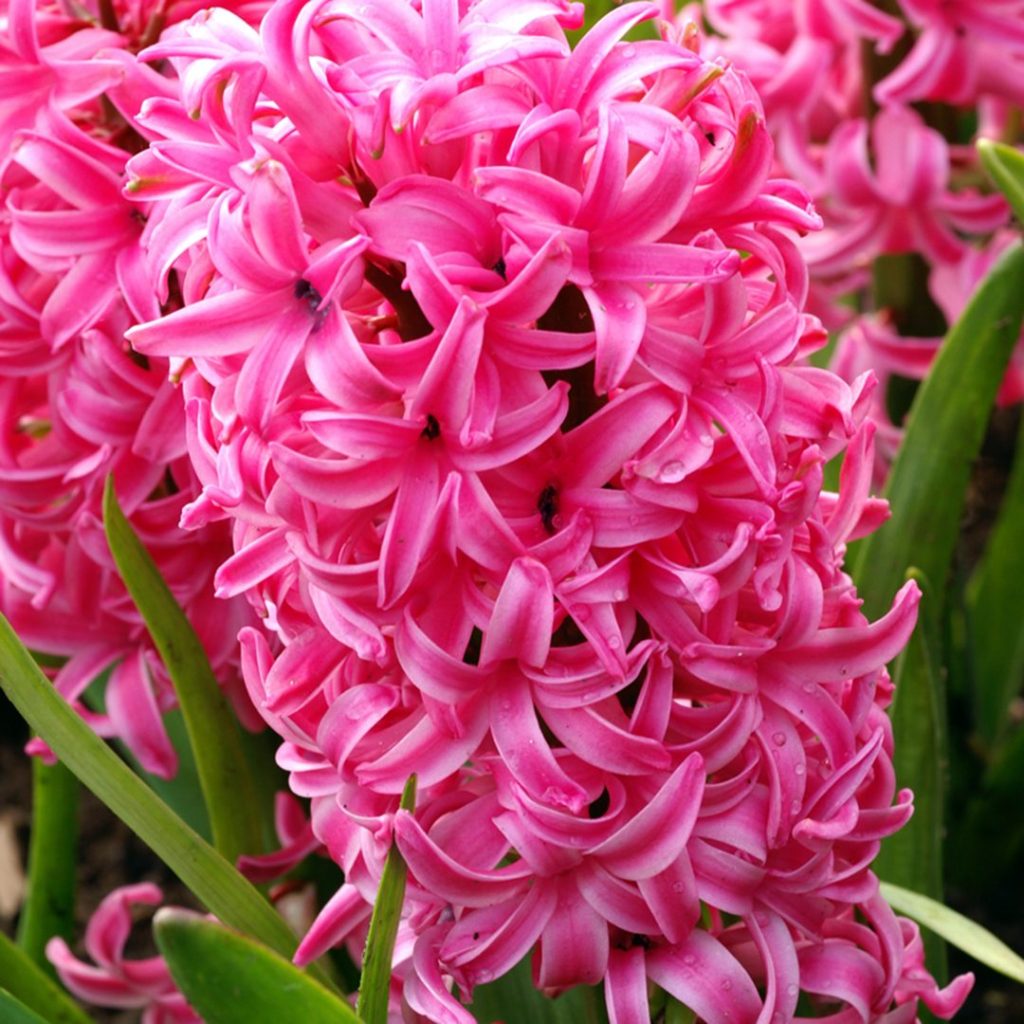 21060A Hyacinth Pink A