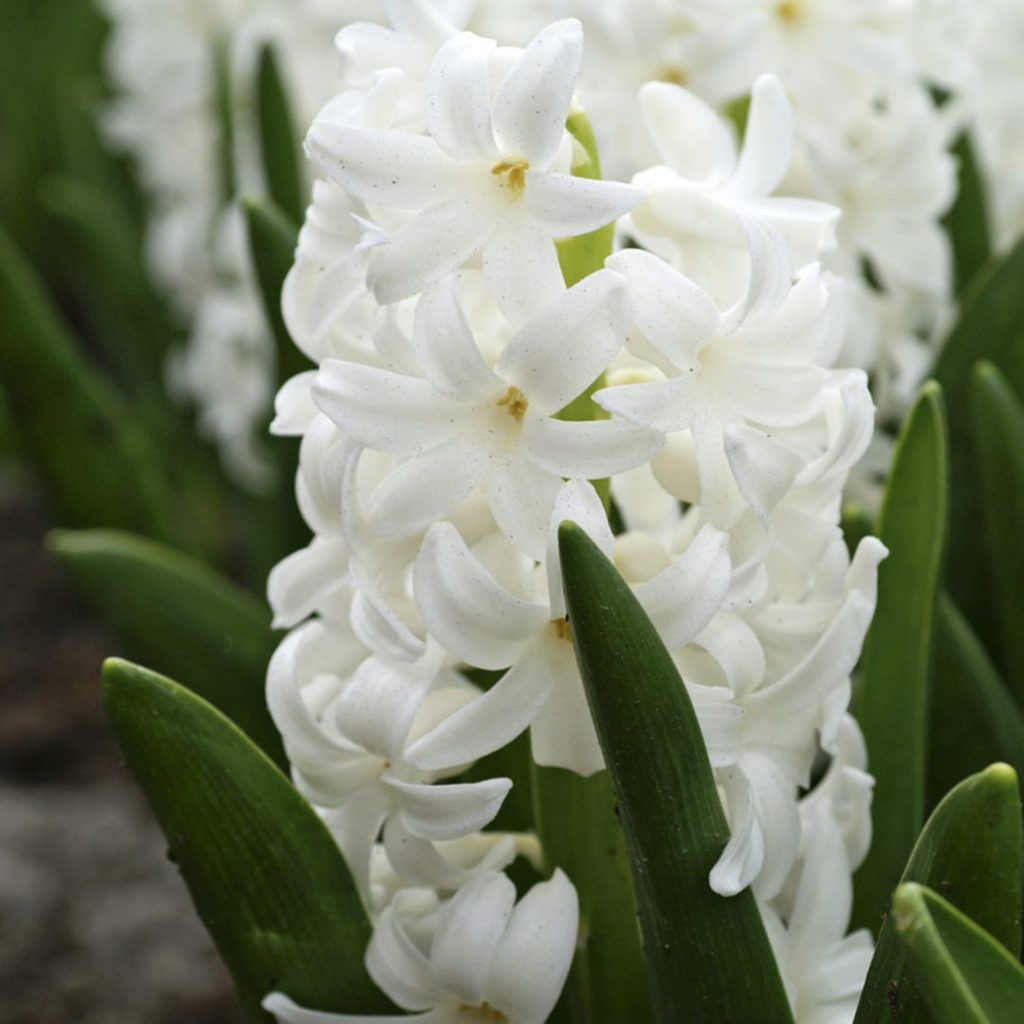 21061A Hyacinth white A