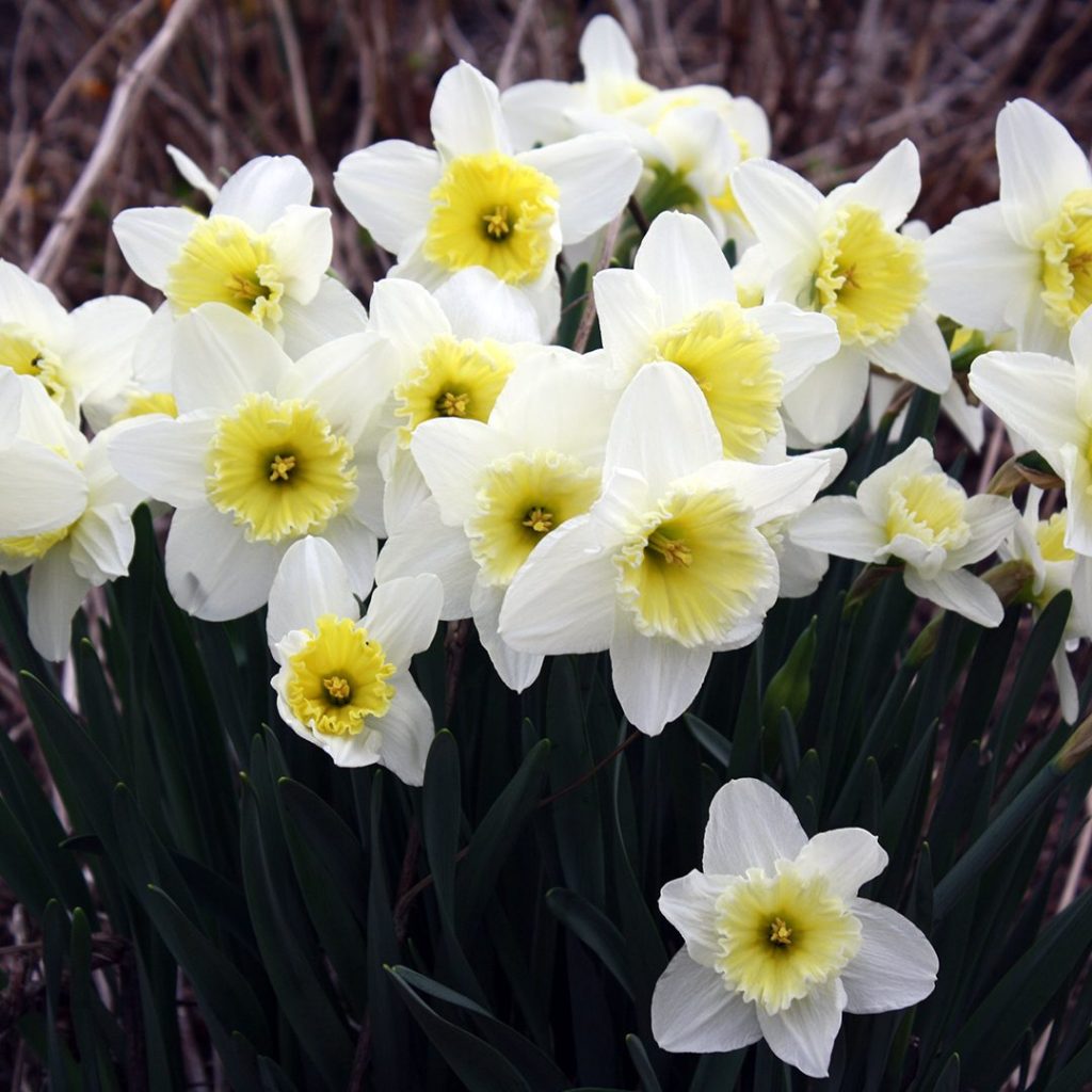 21067A Narcissus Ice follies