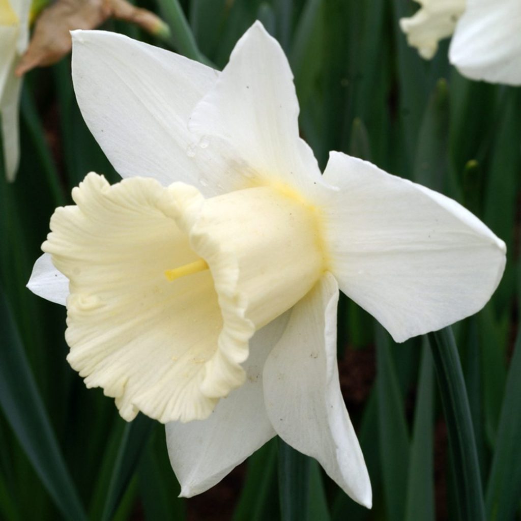 21068A Narcissus Mount Hood