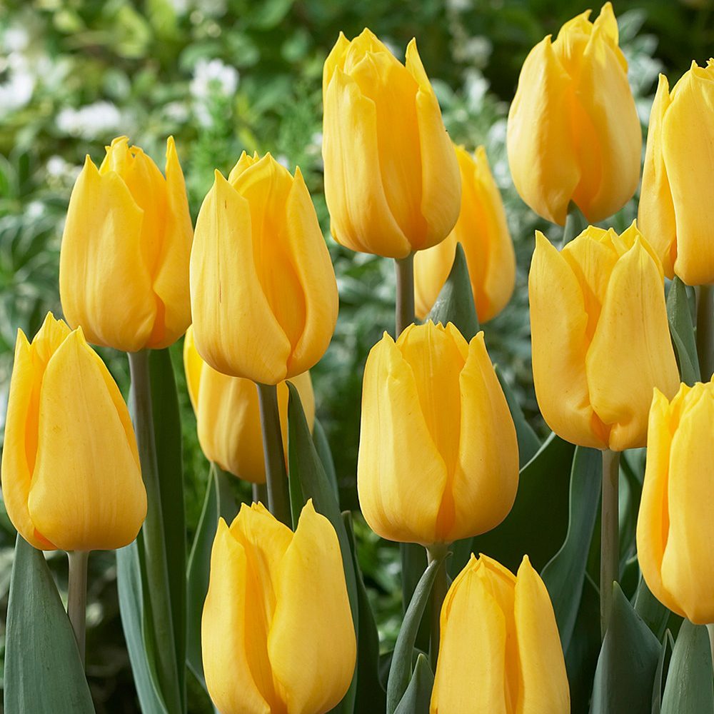 23453A Tulip Golden Apeldoorn