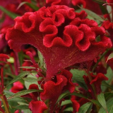 Celosia cristata Red