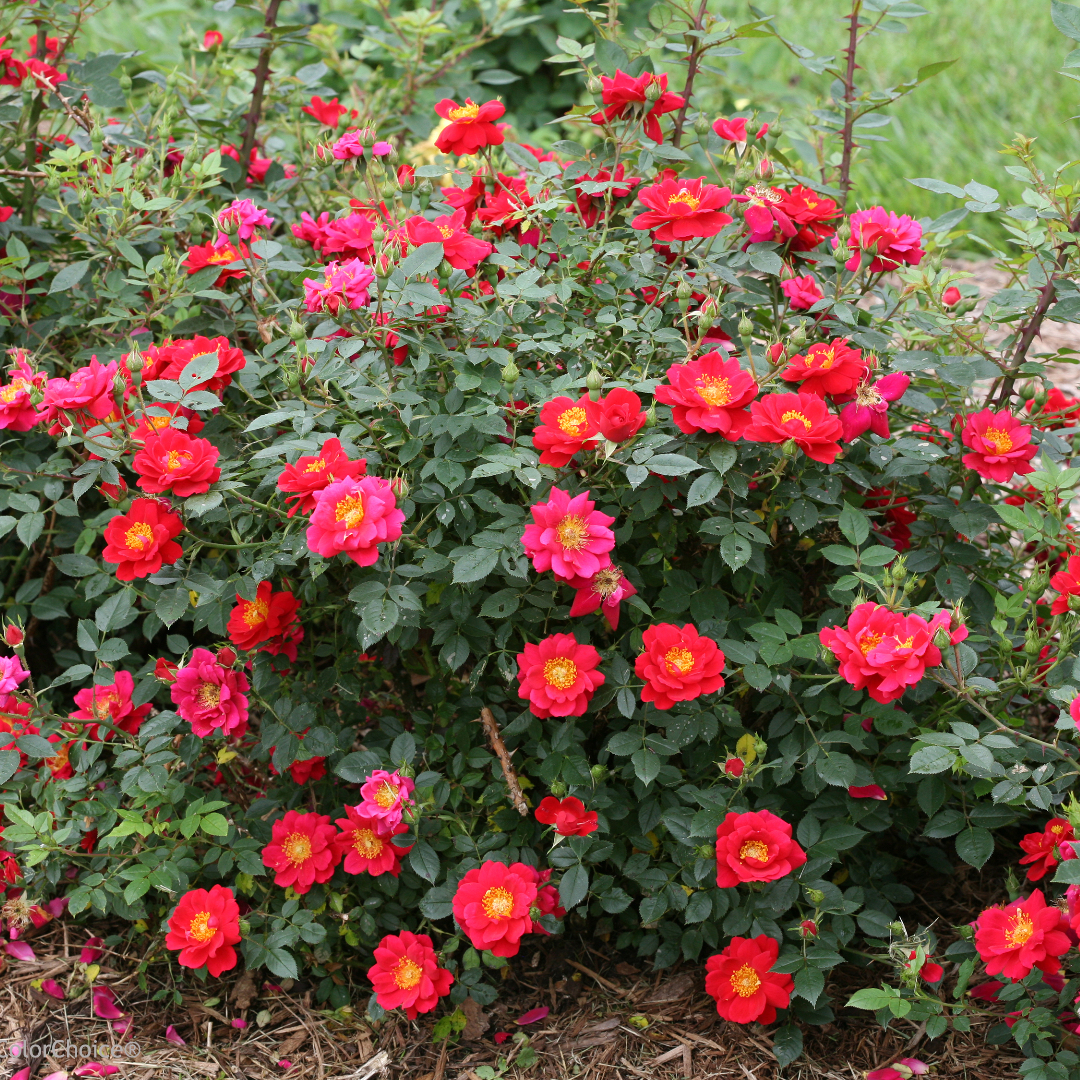 Rosa x 'ChewPatout' - Midwest Groundcovers