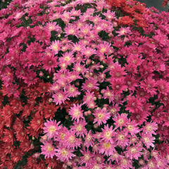 23762A Chrysanthemum Stella